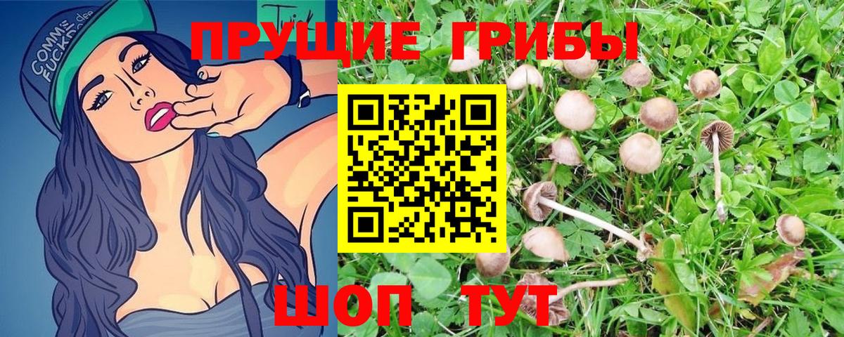 Галлюциногенные грибы Cubensis  хочу   Каменка 